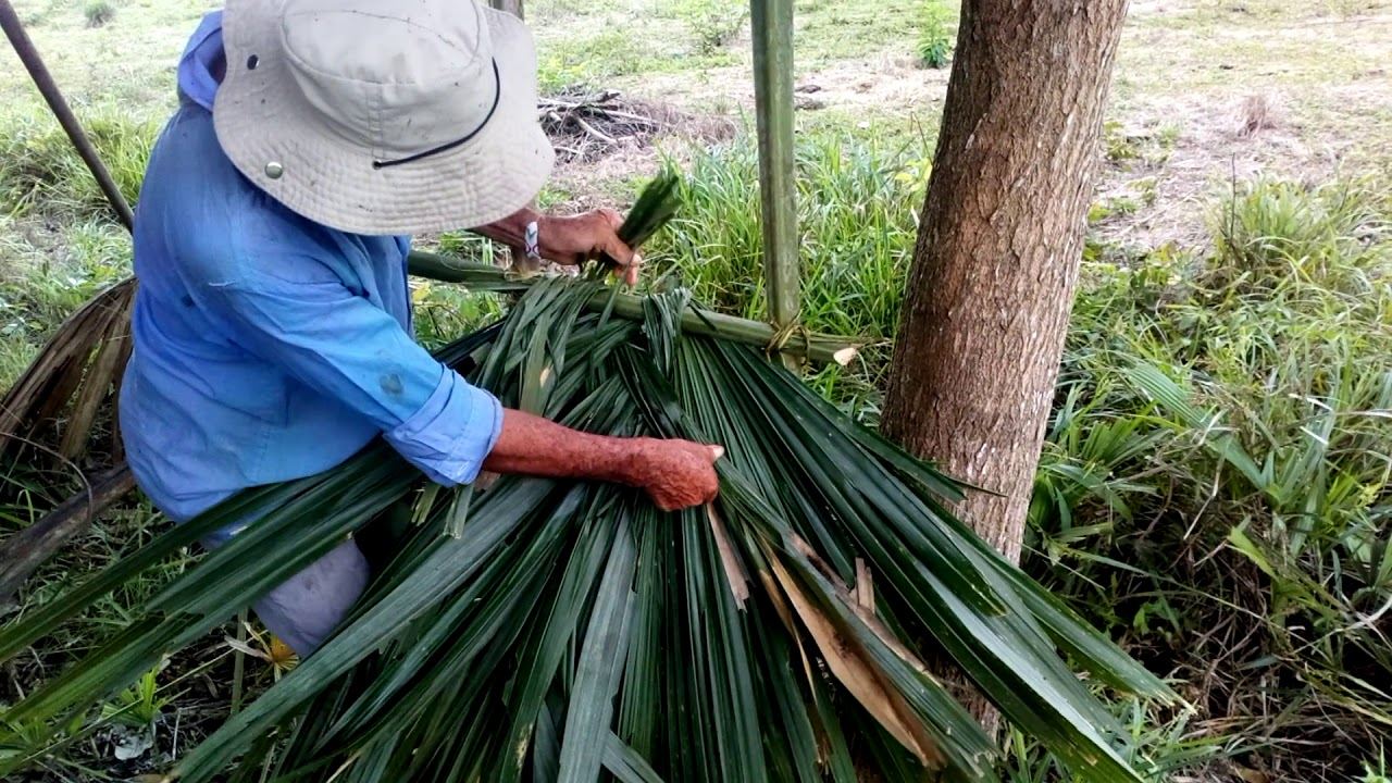 Artesano local trabajando la palma amarga en Piojó