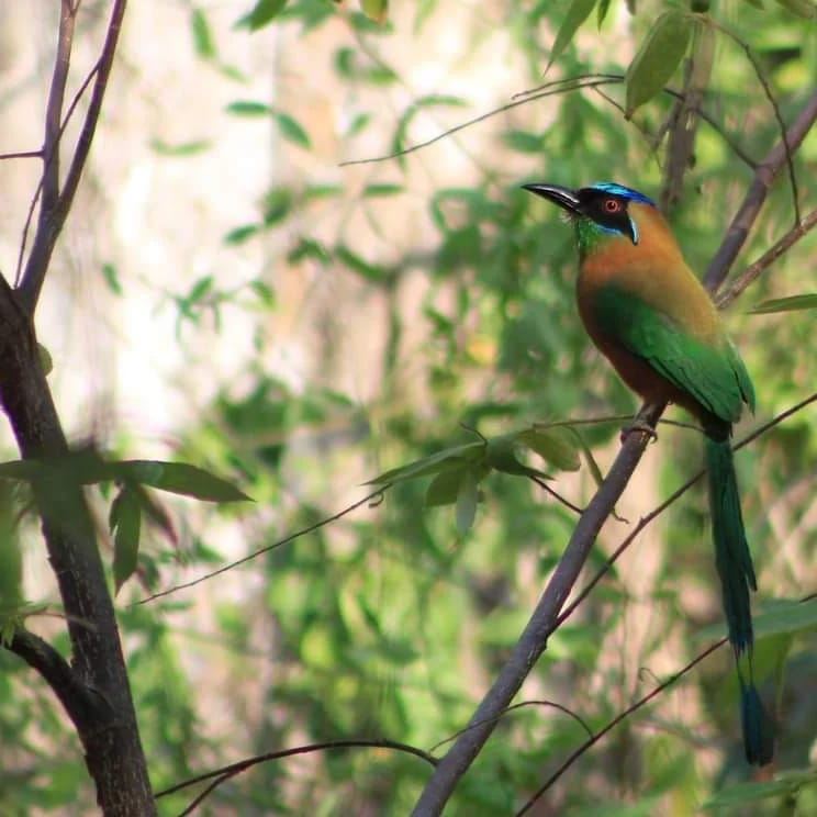 Barranquero, una de las 160 especies de aves del territorio