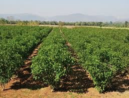 Cultivos de la finca agroturística La Unión en Hibácharo