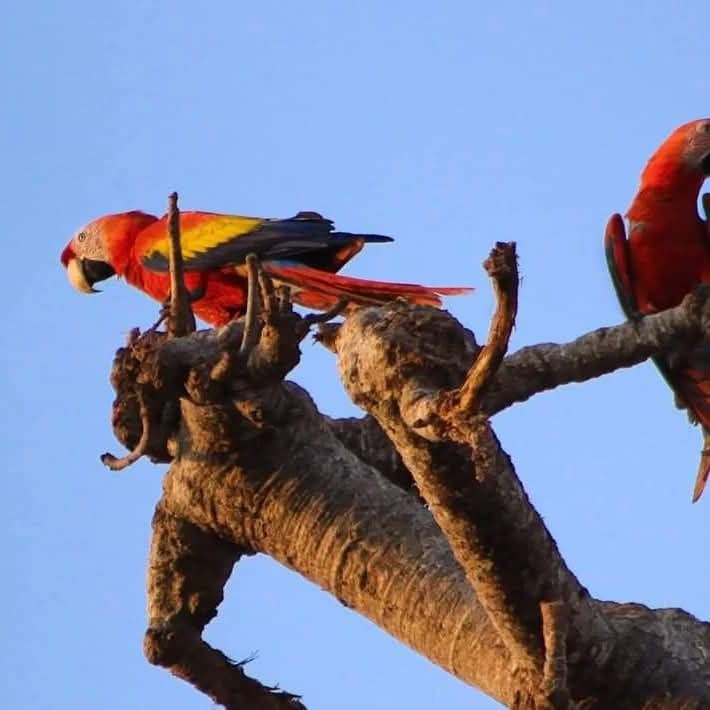 Guacamayas en el bosque seco tropical