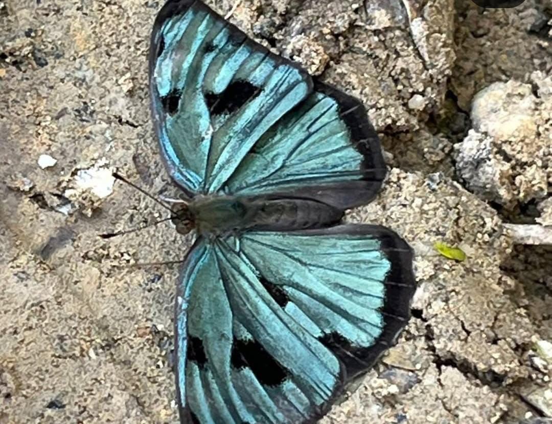 Mariposa turquesa en el sendero de las Mariposas, Piojó