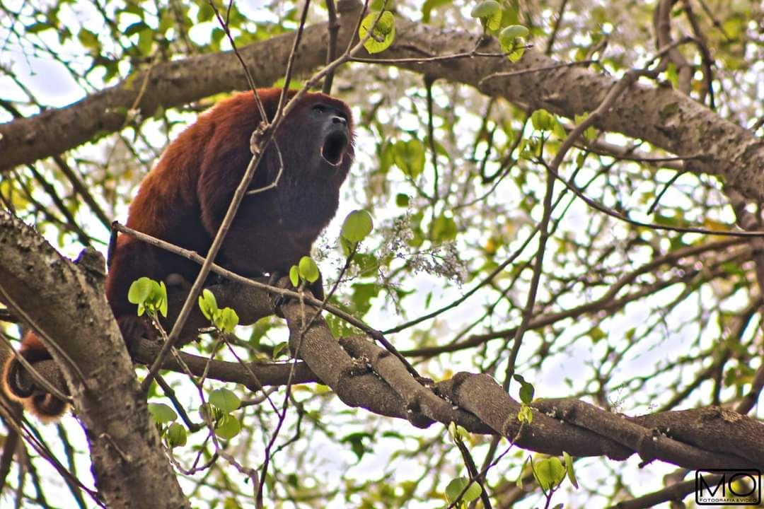 Mono aullador en la Reserva El Palomar, Piojó