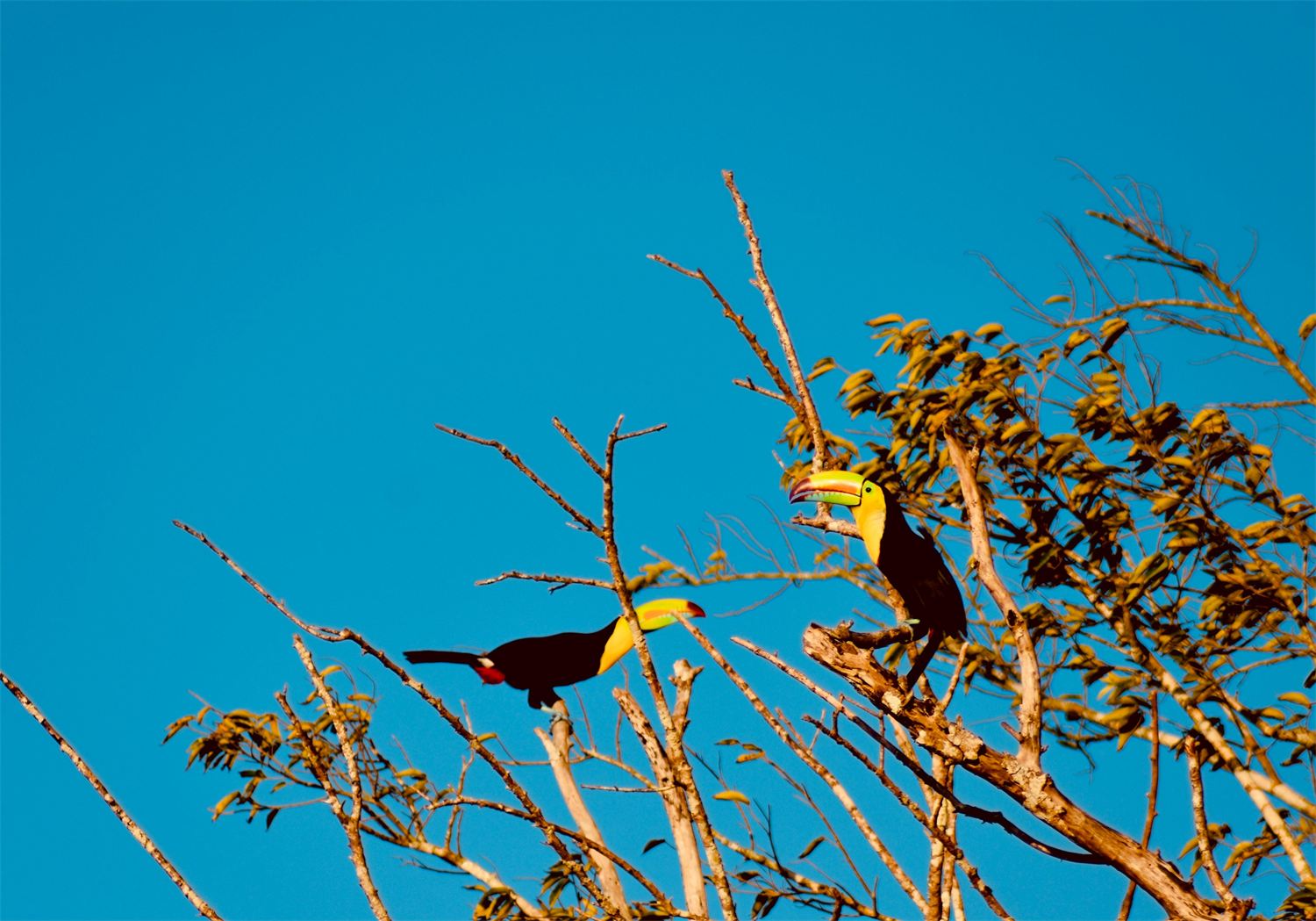 Tucanes en el bosque seco tropical del Cerro de la Vieja